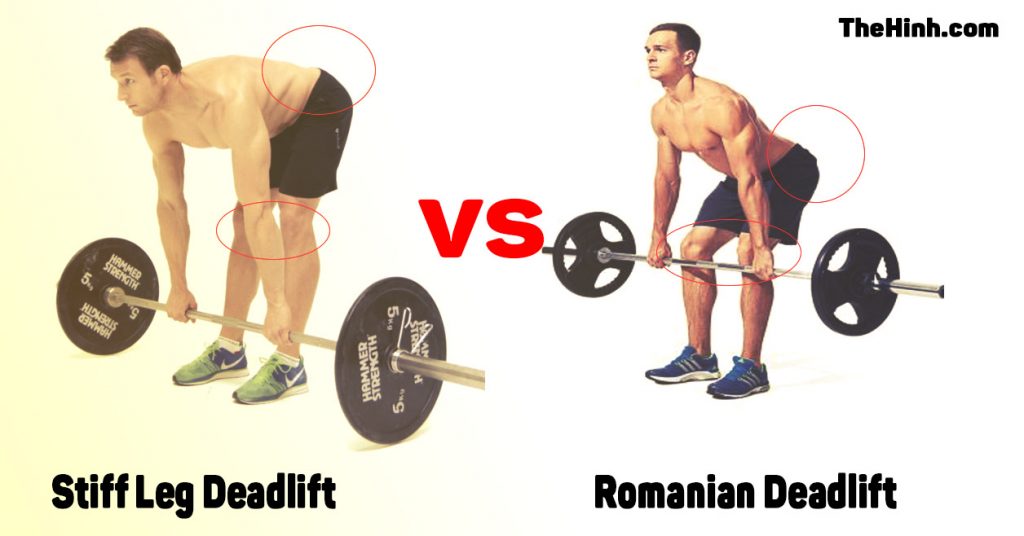 Romanian Deadlift và Stiff Leg Deadlift khác nhau chỗ nào ? Thể Hình Channel