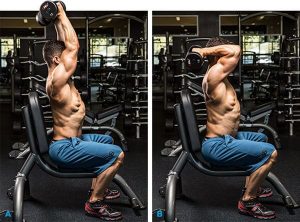 Seated Reverse Grip Overhead Dumbbel Triceps Extension - Ngồi co duỗi tay sau.