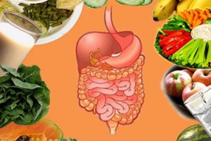 Hệ tiêu hóa kém khiến hấp thụ dinh dưỡng kém Hệ tiêu hóa kém khiến hấp thụ dinh dưỡng kém