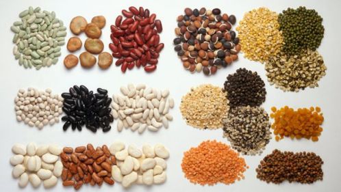 Protein thực vật có rất nhiều trong các loại đậu