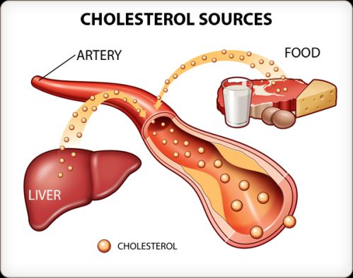 Cholesterol được tạo ra từ Gan và con đường ăn uống