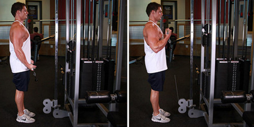 standing biceps cable curl