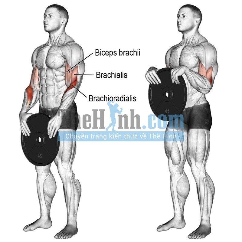 Weight plate reverse curl