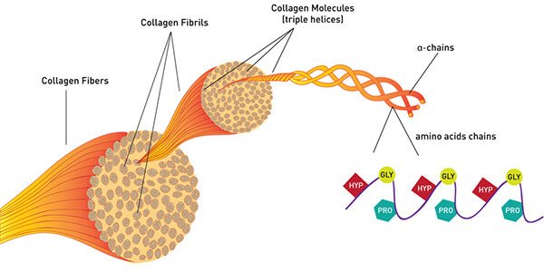 Cấu trúc của Collagen
