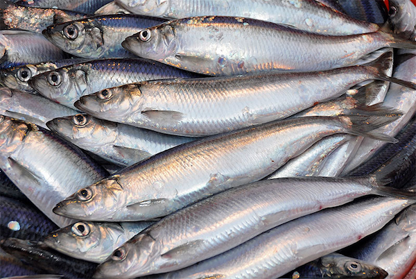 Tổng hợp các loại hải sản không chứa chất độc thuỷ ngân
