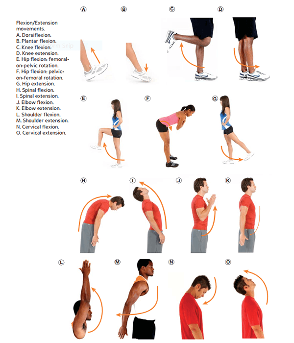 Hướng chuyển động Flexion và Extension