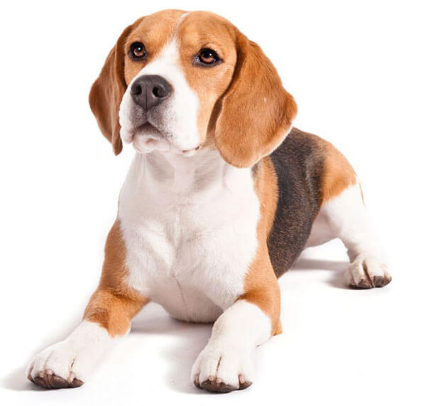 Beagles (chó săn thỏ)
