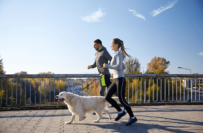 23 giống chó thích hợp cho việc tập luyện chạy bộ nhất