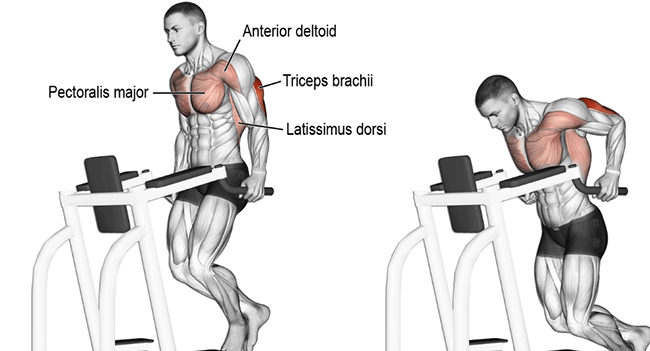 Bài tập tay sau Triceps Dip