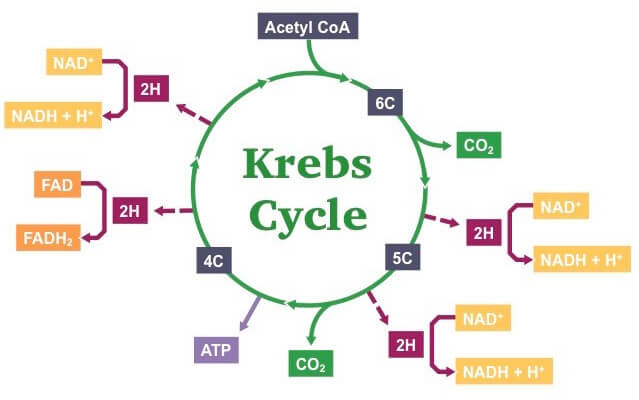 chu trình Krebs