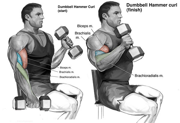 5 bài tập cơ tay trước (Biceps) cho bắp tay cuồn cuộn