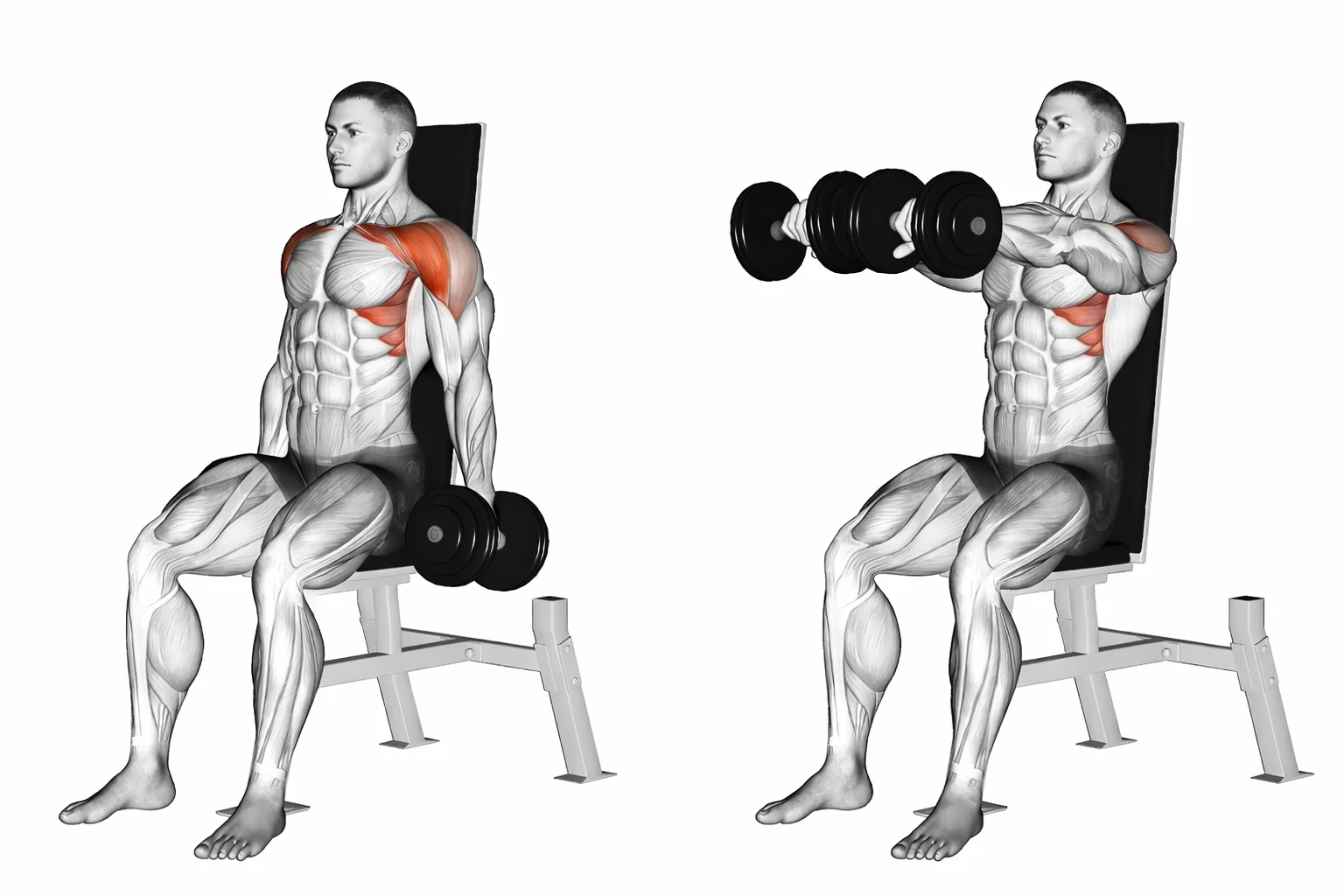 Seated Dumbbell Front Raise