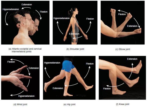 Hướng dẫn hip extension là gì và cách thực hiện động tác tập thể hình này