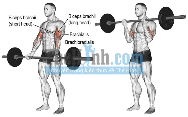Barbell curl