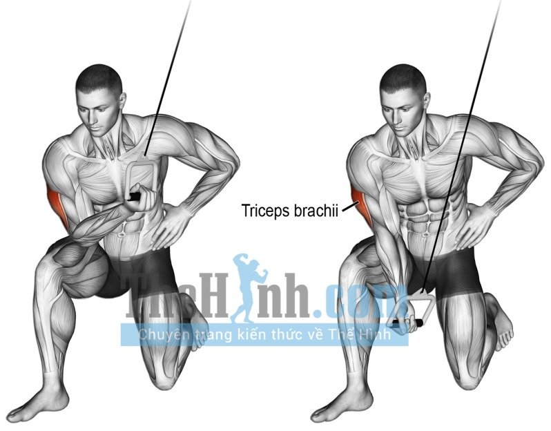 Cable concentration triceps extension