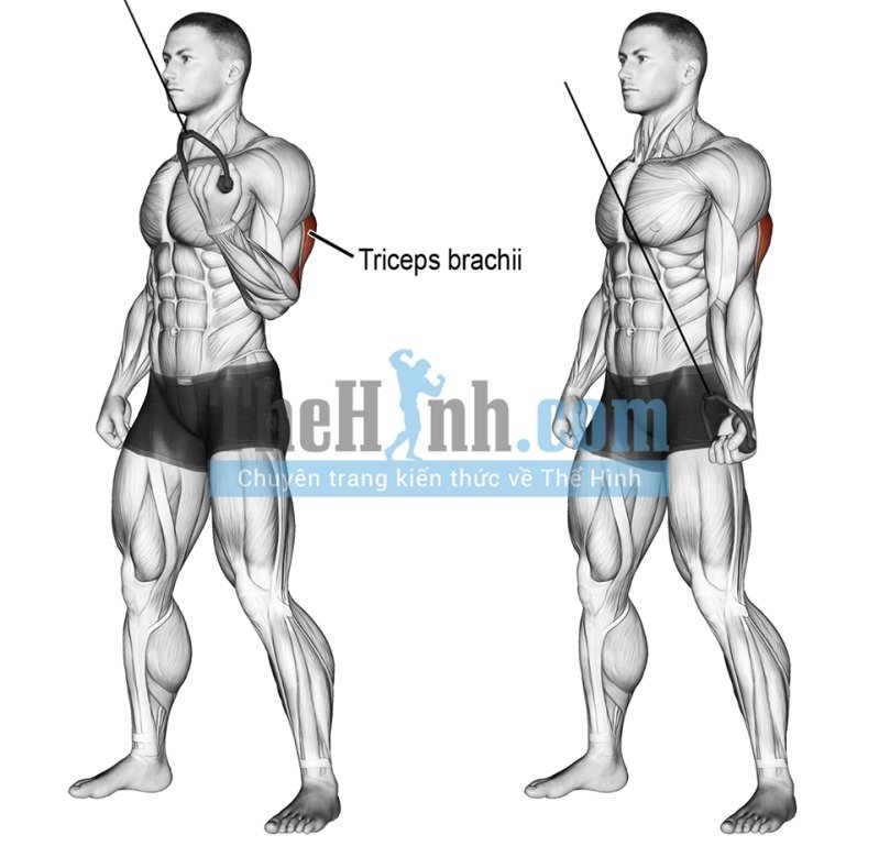 Cable one arm reverse grip triceps pushdown