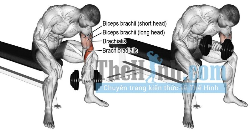 Dumbbell reverse grip concentration curl
