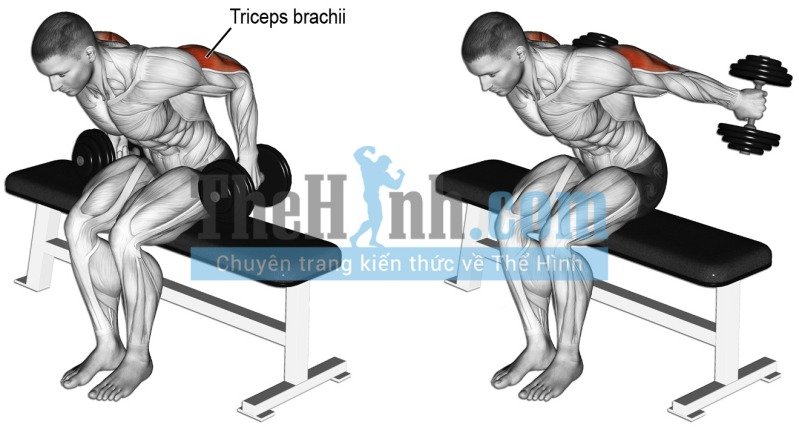 Seated bent over two arm dumbbell kickback