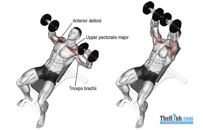 Dumbbell Incline Press Muscle Worked