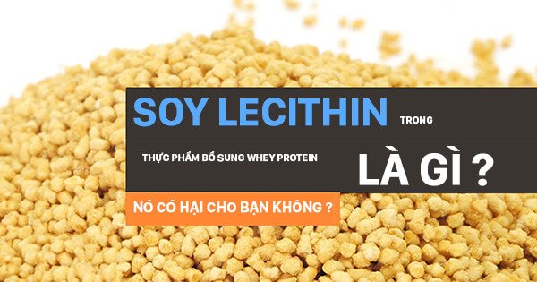 Soy Lecithin là gì ? Tại sao nó có mặt trong Whey protein và nó có tốt không ?