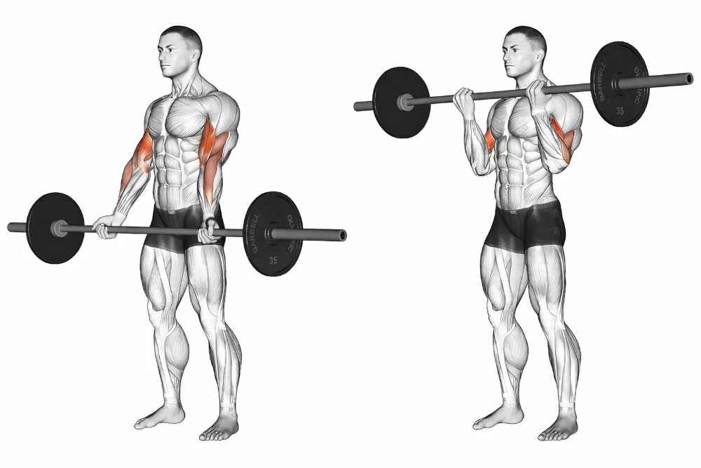 Barbell Curl