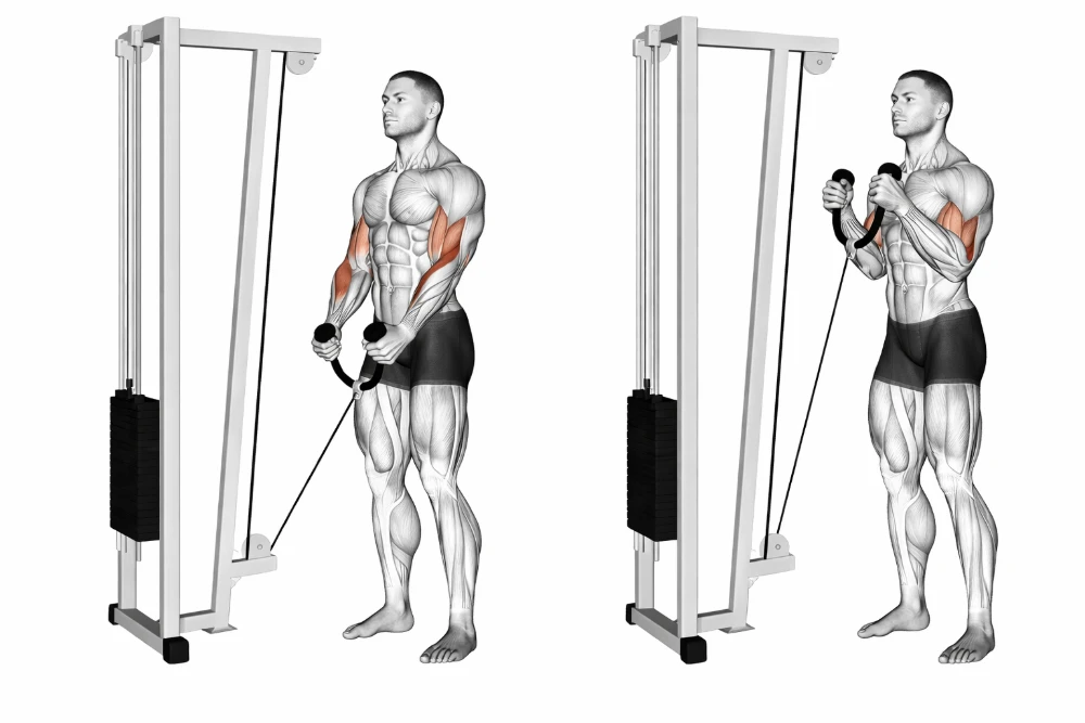 Cable rope hammer curl