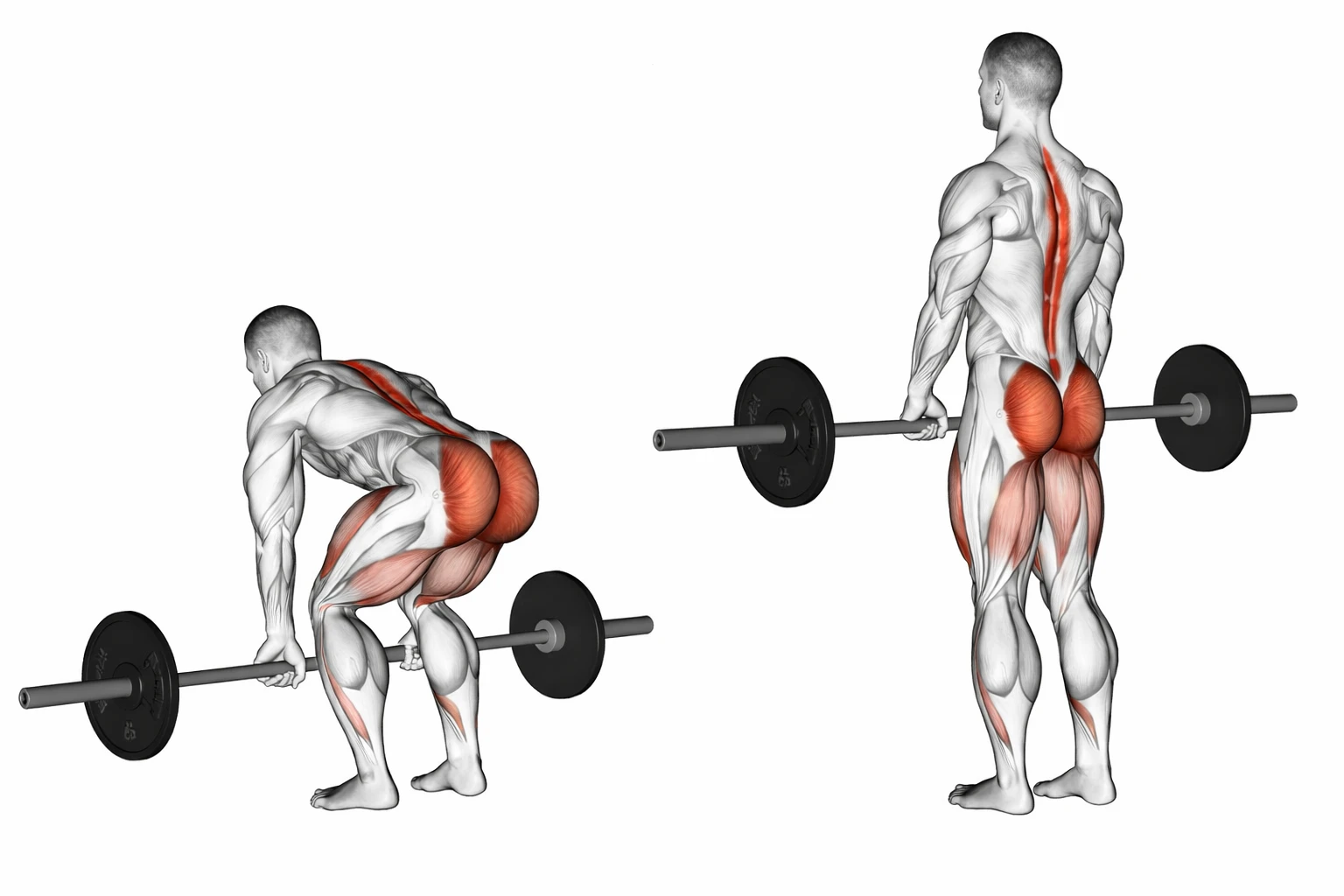 Deadlift