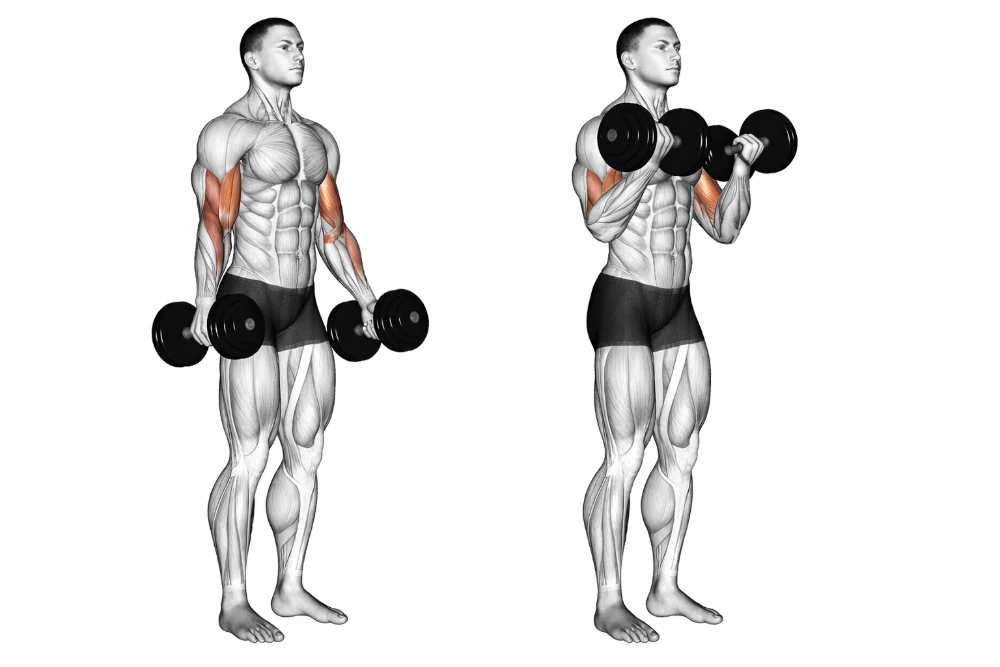 Dumbbell Curl