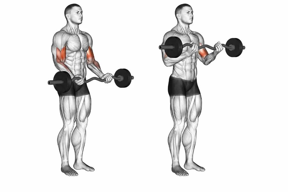 EZ-Bar Curl