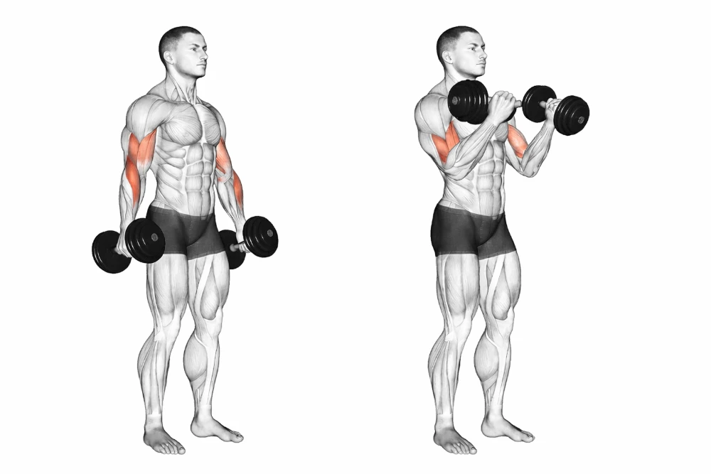 Hammer Curl
