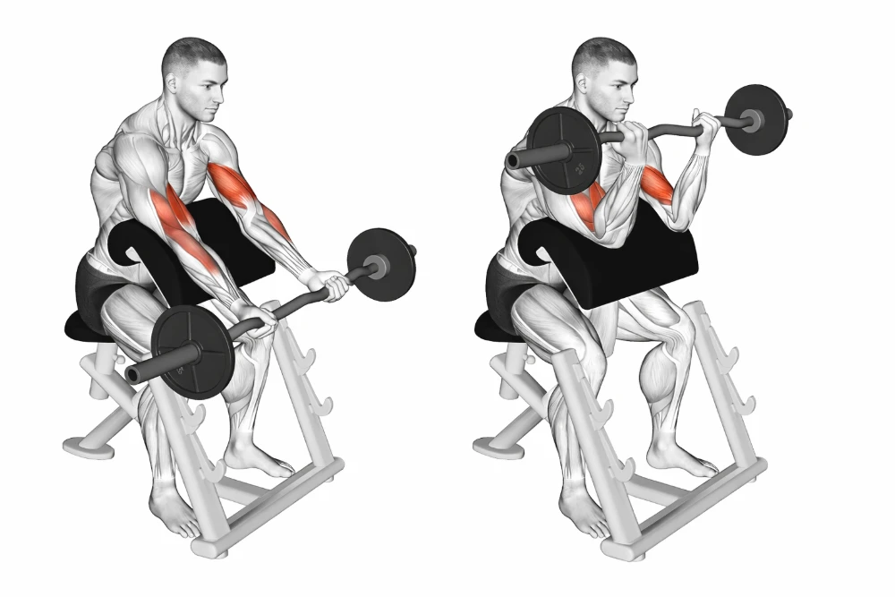 Preacher Curl