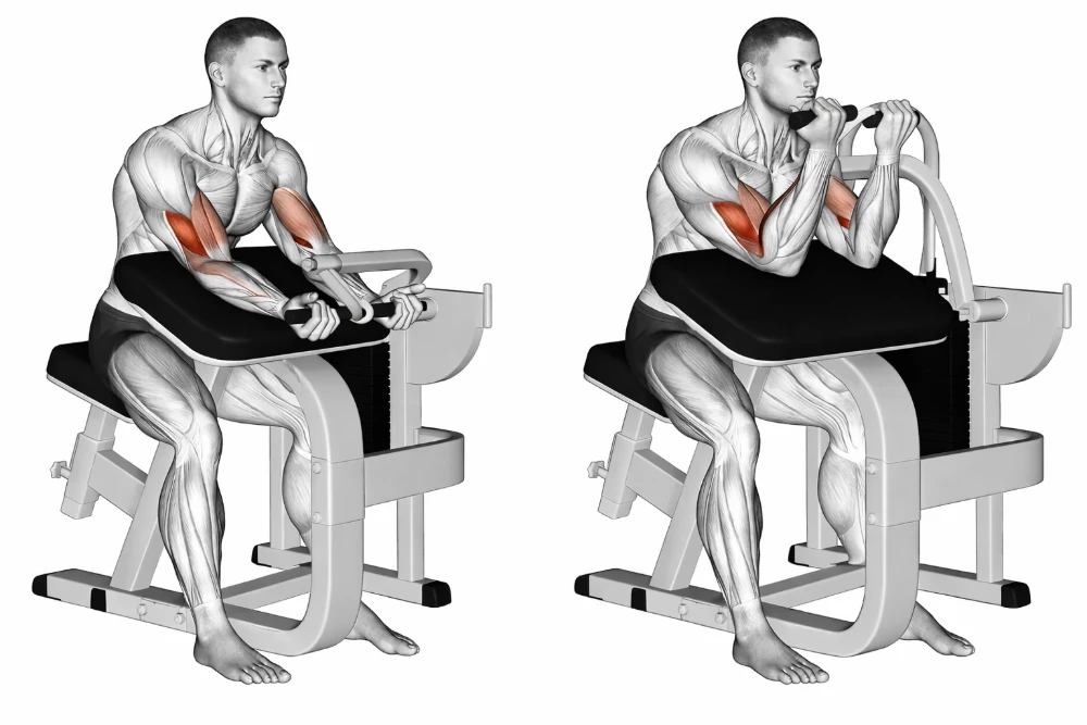Machine Preacher Curl