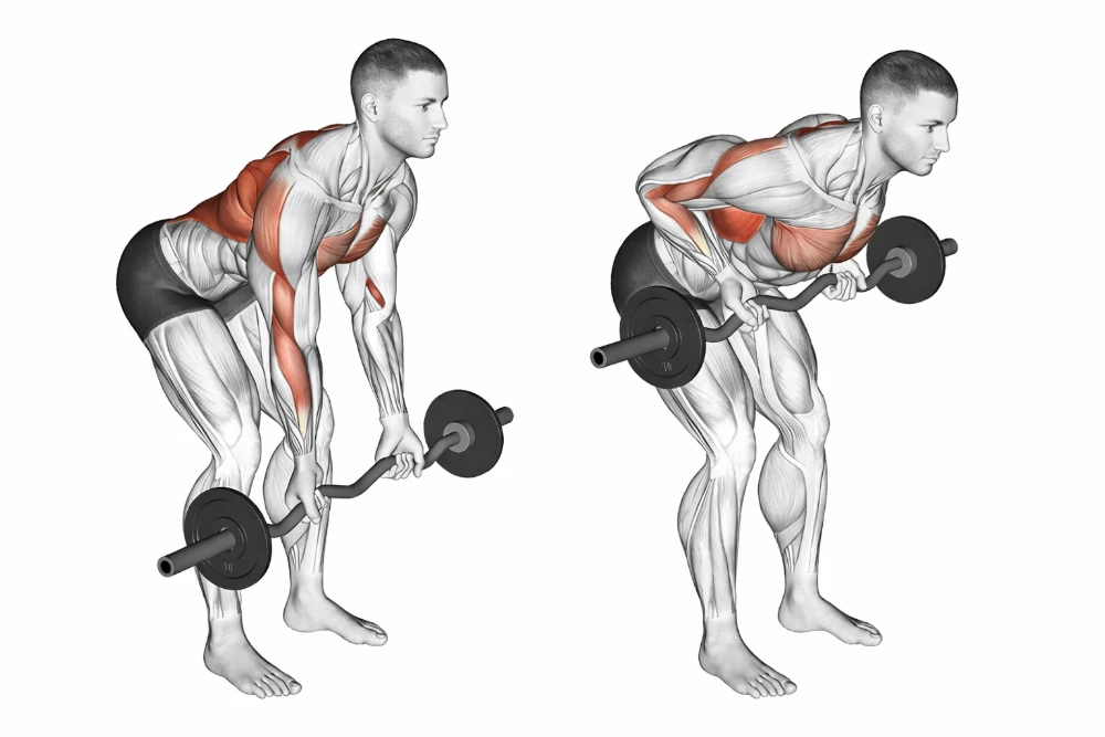 Reverse-Grip Barbell Row