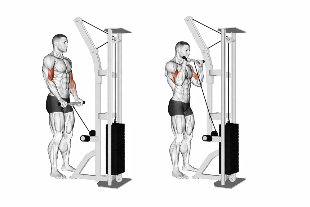 Reverse-Grip Cable Biceps Curl