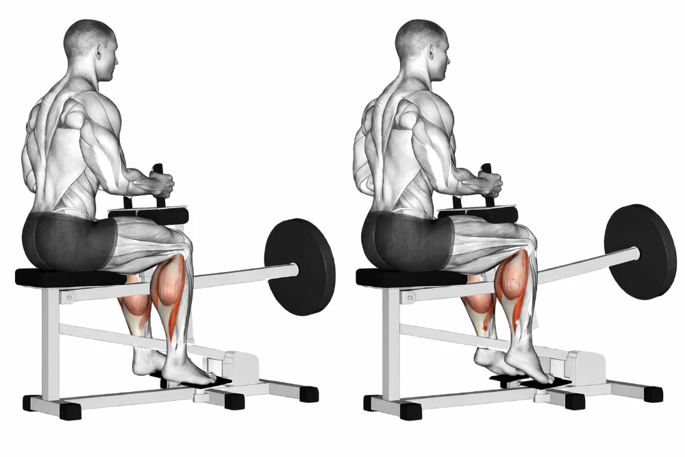 Seated Calf Raise
