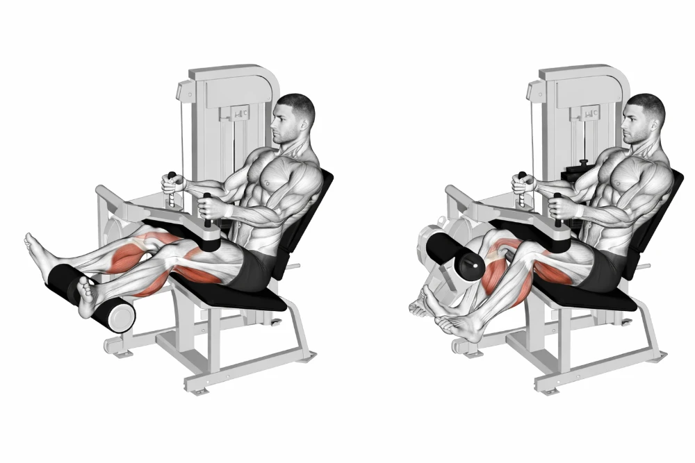 seated leg curl