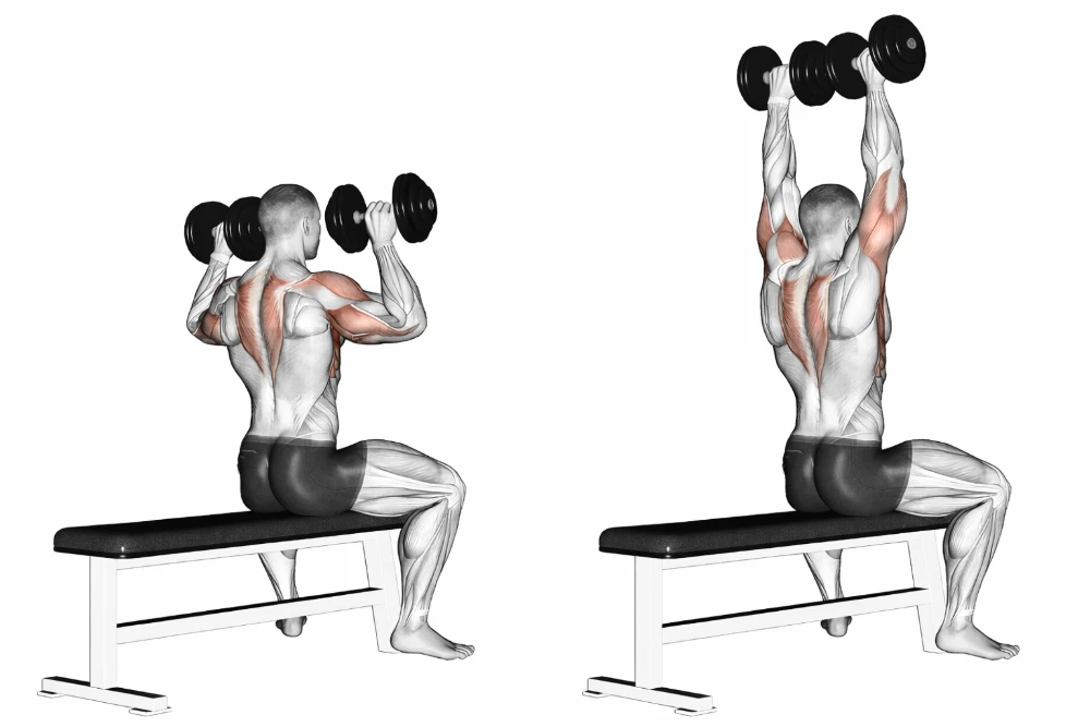 Seated Dumbbell Press