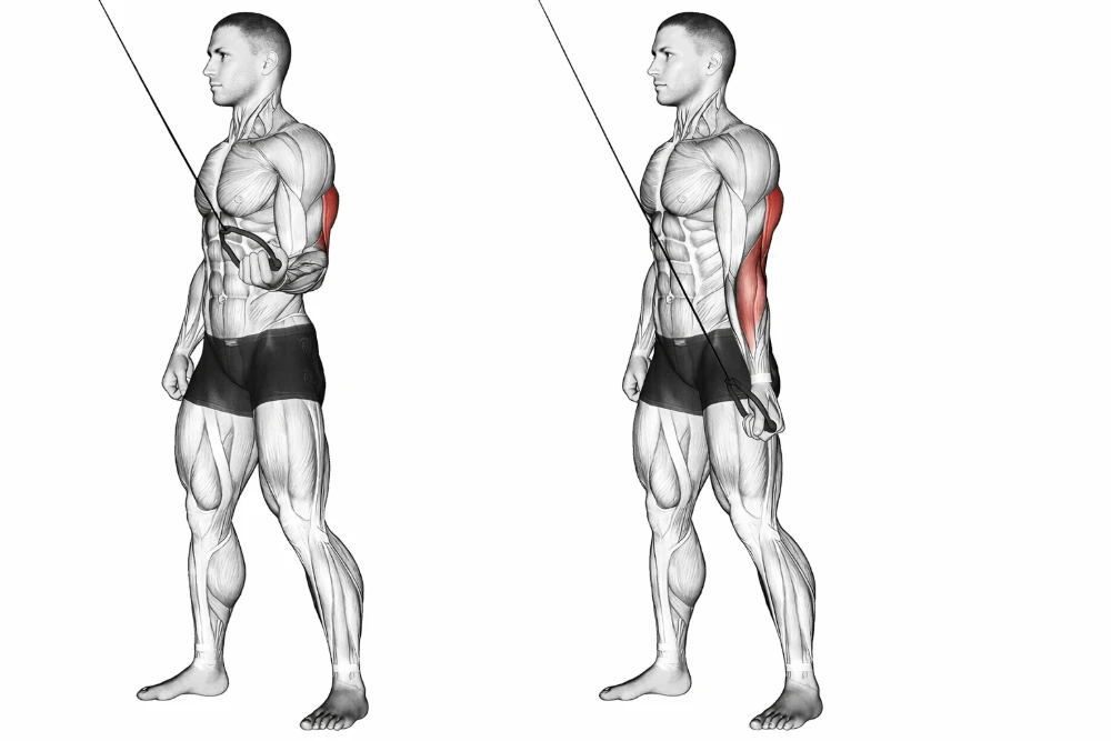 Single-Arm Cable Pushdown