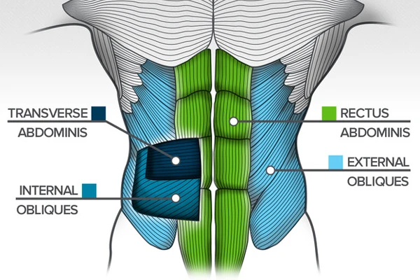 Cơ bụng - Abs