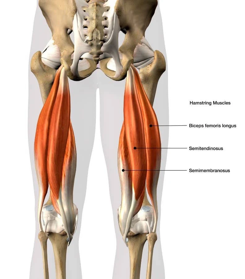 Cơ đùi sau (Hamstring):