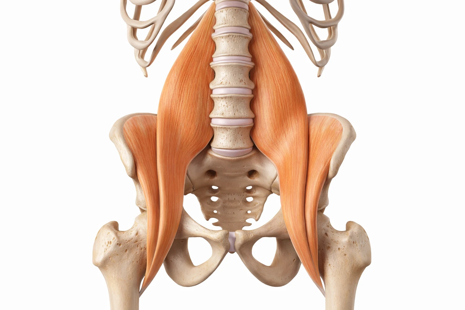 co Psoas - Top 17 bài tập giãn cơ Psoas và tăng sức mạnh giúp giảm đau lưng do ngồi nhiều Giải phẫu cơ Psoas
