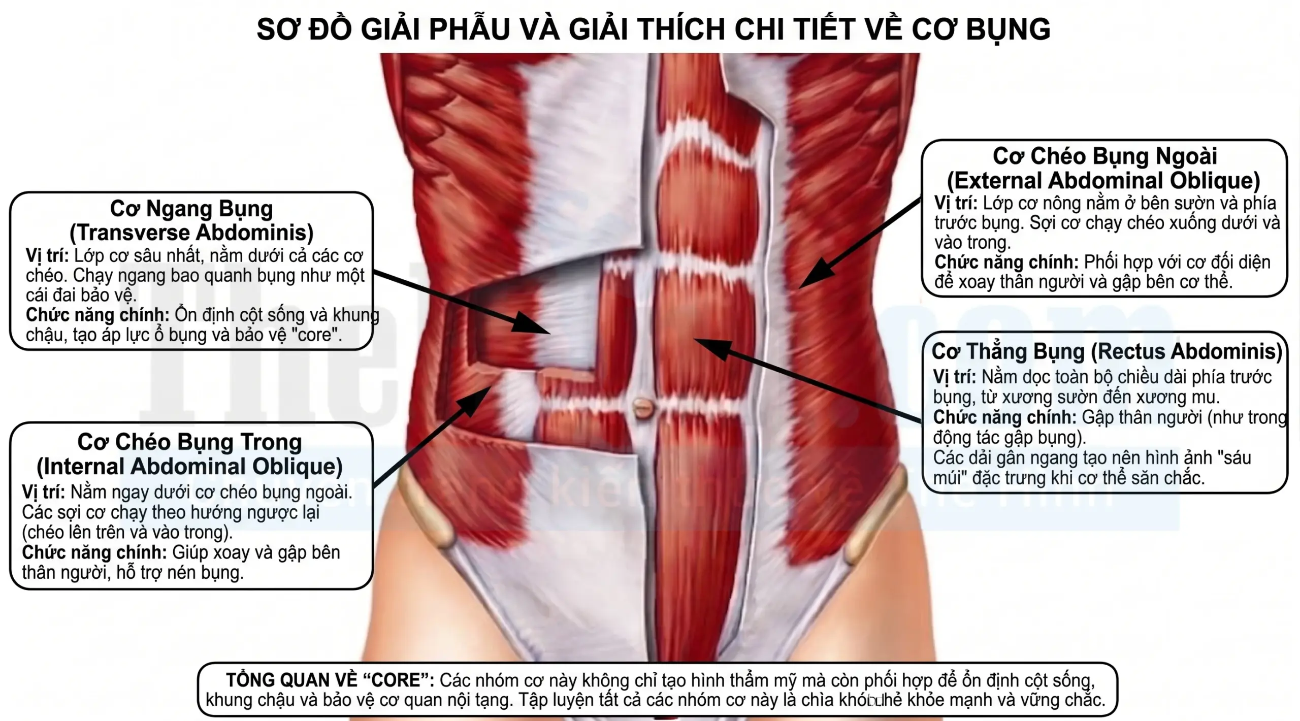 giai phau co loi scaled - Giải mã cơ lõi - Sức mạnh vô hình quyết định 90% hiệu suất tập của bạn Hình ảnh giải phẫu cơ lõi (Core)