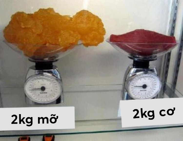 The difference between muscle and fat