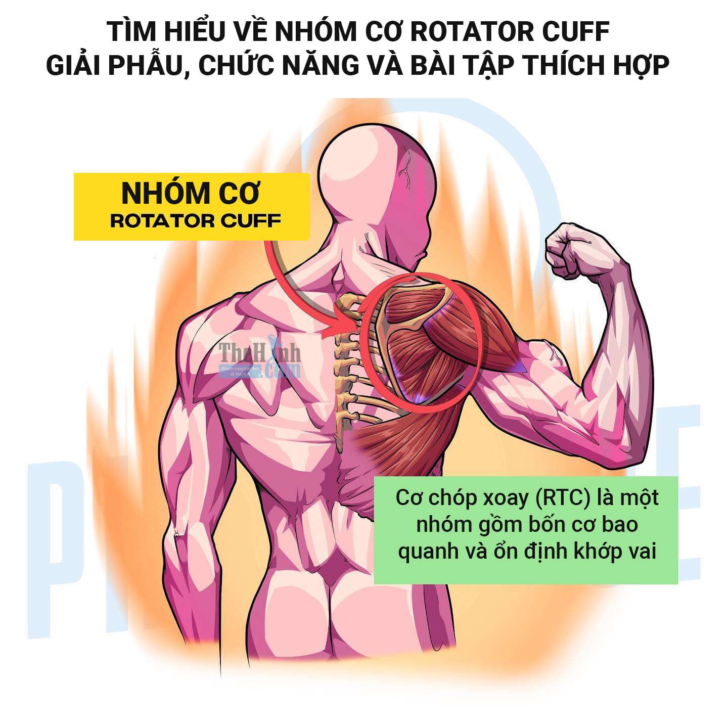 Tìm hiểu cơ Rotator Cuff: Giải phẫu, chức năng và những bài tập hiệu quả nhất