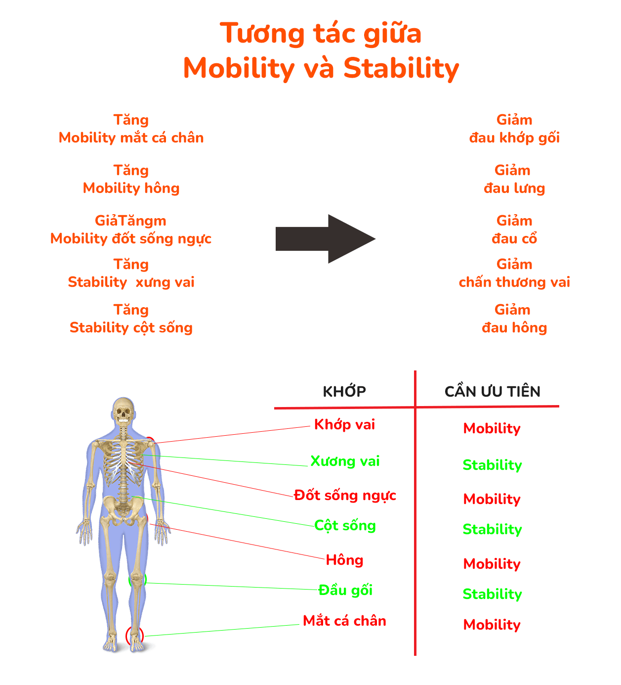 So sánh giữa Mobility,  Stability trong tập gym