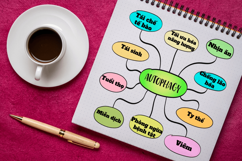 Tự thực bào là gì? Thì ra nhịn ăn cũng có lợi ích này [Xem ngay]