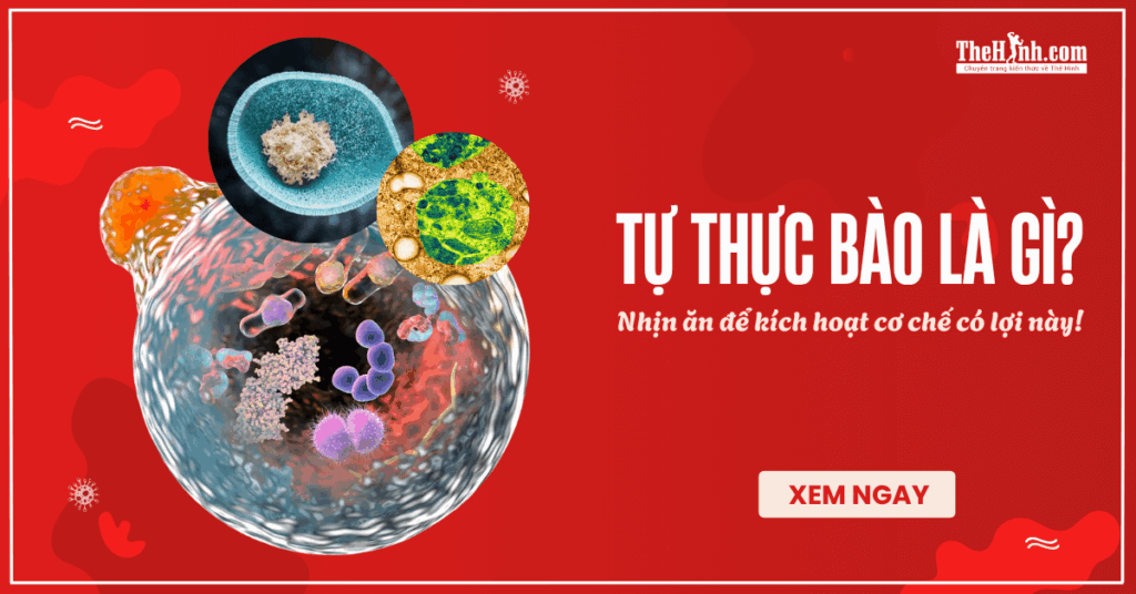 Tự thực bào là gì? Thì ra nhịn ăn cũng có lợi ích này [Xem ngay]