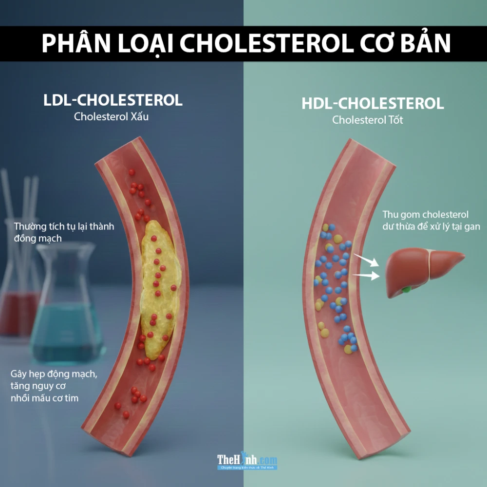 Phân Loại Cholesterol Cơ Bản