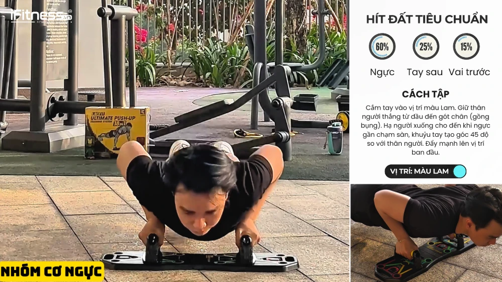 Hít đất Tiêu chuẩn (Standard Push-up)