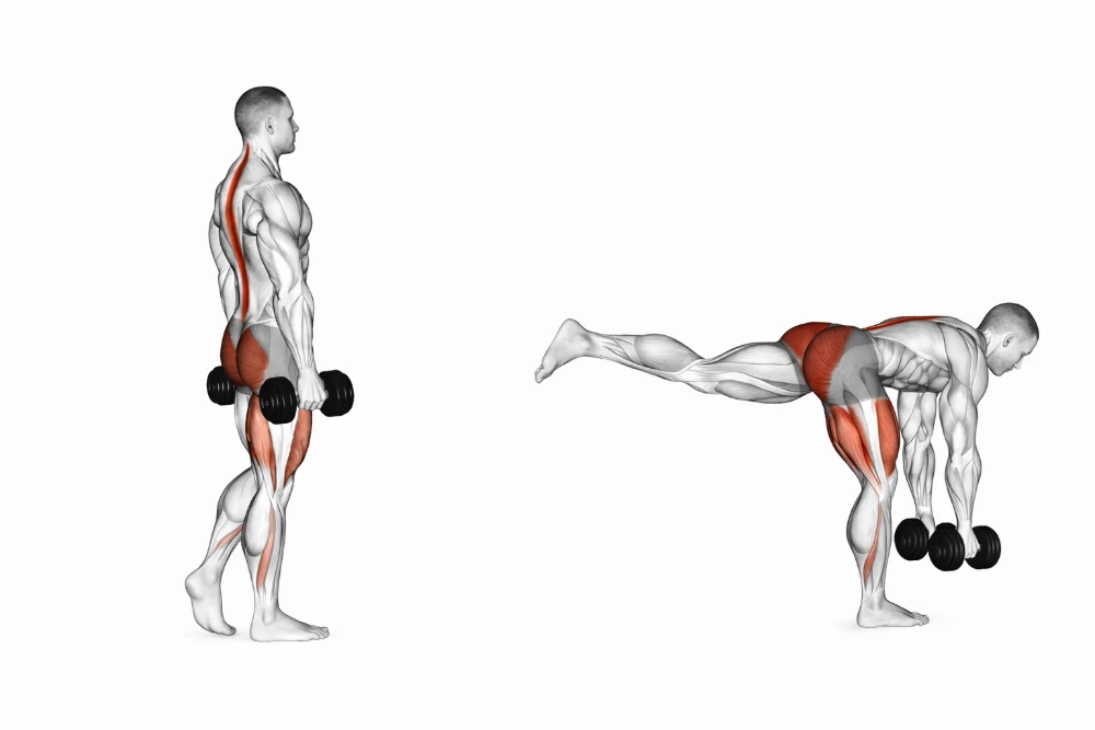 Dumbbell Single-leg Romanian Deadlift (Rdl)
